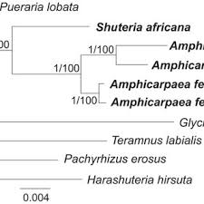 Image result for Amphicarpaea africana