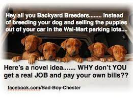 No To Back Yard Breeders Puppies I Love Dogs Puppy Photos