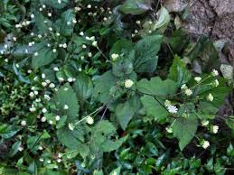 Image result for Adenostemma