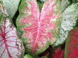 A Sneak Peak Of New Hybrid Caladium Varieties That Are Not Yet Available To Our Customers Contact Spaulding Bulb Farm For Information Garden Folhagem Arranjos
