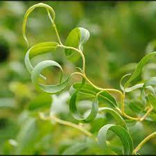 Allium Ampeloprasum Curly Willow Easy To Grow Bulbs Willow Leaf