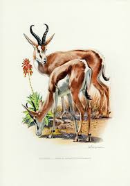 Springbok Vintage Lithograph From 1974 Etsy In 2021 Watercolor Paintings Nature Animal Canvas Paintings Animal Paintings