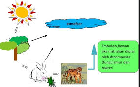 Maybe you would like to learn more about one of these? Penjelasan Daur Karbon Dan Oksigen Lengkap