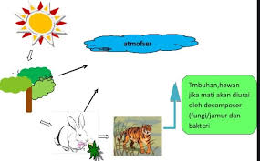 Metabolisme manusia dan hewan menghasilkan co2 yang kemudian dilepaskan ke atmosfer. Penjelasan Daur Karbon Dan Oksigen Lengkap