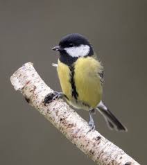 Image result for Kohlmeise vogelhouse