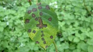 One of the most common leaf conditions is a disease known as rust, named for the reddish orange blisters that appear. How To Control Rose Black Spot Yates