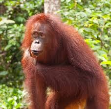 Hasil gambar untuk orang utan dan burung tingang