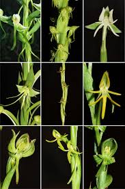 Image result for Habenaria indiana