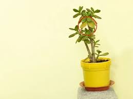 Jade plant wilting and dying. Why Is My Jade Plant Leaves Soft Causes What To Do Simplify Plants