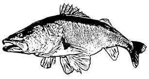 Walleye Stock Illustrations 597 Walleye Stock Illustrations Vectors Clipart Dreamstime Although abundant in some arkansas waters, these species never have enjoyed the popularity given to them in northern or western states. walleye stock illustrations 597
