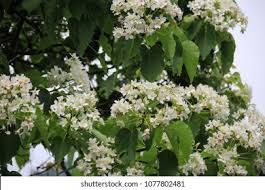 Image result for Vernicia fordii