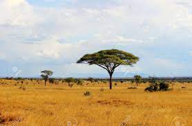 See only photos or all resources. African Savanna Landscape In Kenya Stock Photo Picture And Royalty Free Image Image 21917364