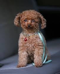 Moodle Dog Google Search Maltese Poodle Puppies Blake Lively Dog Celebrity Dogs