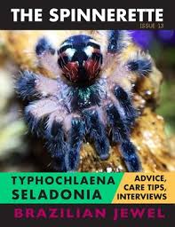 Brazilian jewel, tarantula, typhochlaena seladonia. Tarantula Heaven Magcloud
