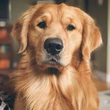 Animaux Golden Retriever Funny Golden Retriever Wallpaper Golden Retriever