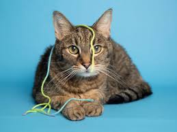 Locate an adoption agency in phoenix, az providing full adoption services, domestic or international adoption, and adoption from foster care. Adopt A Pet Matrix And More Pets Up For Adoption In Phoenix Area Shelters