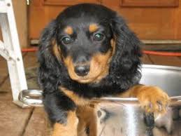Each puppy is sent to its new home with a bag of puppy food. Dachshund Puppies For Sale