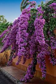 Bugambilia Iii Flower Garden Beautiful Flowers Plants