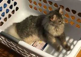 Maine Coon Kitten For Adoption In Indianapolis Indiana By Owner