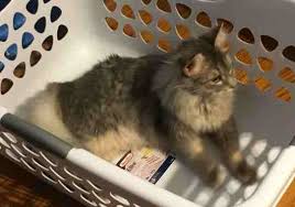 Just one parent (or grandparent) was a purebred maine coon who didn't get. Maine Coon Kitten For Adoption In Indianapolis Indiana By Owner