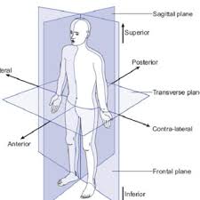 Muscles contract to produce movement at joints, and the subsequent movements can be precisely described using this terminology. Pdf Biomechanics Of Human Walking And Stability Descriptive Parameters