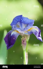 Image result for Iridaceae