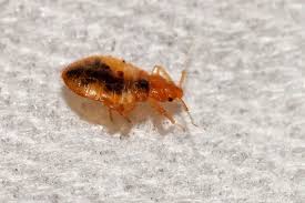 Image result for bedbugs on mattress