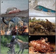 Scavengers might look a lot like other games you've dumped dozens of hours into, but this isn't really a battle royale. Scavenger Simple English Wiktionary