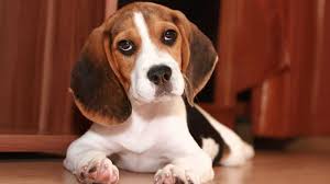 Image result for bígl