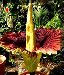Ale najpierw zwraca uwagę liściem, który rośnie jak palma. 20 X Nasiona Corpse Flower Dziwidlo Olbrzymie 7803830069 Oficjalne Archiwum Allegro