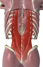 Check spelling or type a new query. Back Muscles That Move And Stabilize Your Spine Back Muscles Body Anatomy Human Body Anatomy