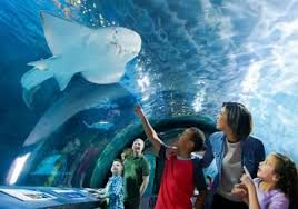 Shark Tunnel Newport Aquarium Newport Aquarium Newport Aquarium Kentucky Kentucky Attractions