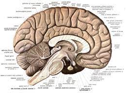Which is the most important part of the midsagittal area? Neuroanatomy Wikipedia