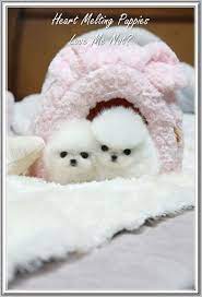 experts advice on dog care trasedogs cute baby animals teacup puppies puppies