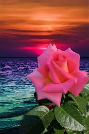 Cellphone Background Wallpaper Or Use As A Profile Pic On Social Media Beautiful Images Nature Beautiful Flowers Beautiful Roses