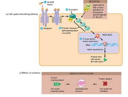 Cancers can't control their emotions. Control Of Cell Divisioncancer Figure 12 1 The