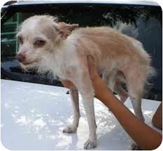 Find the perfect chihuahua puppy for sale in ohio, oh at puppyfind.com. White Long Hair Chihuahua For Sale Novocom Top