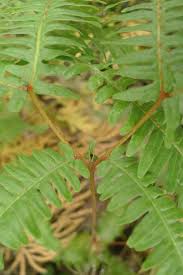 Image result for Gleicheniaceae