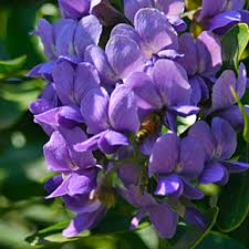 Check spelling or type a new query. Our Favorite 5 Texas Tough Evergreens Garden Style San Antonio