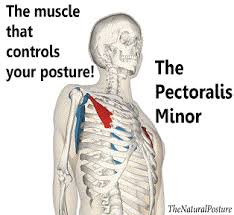 N skeletal muscles work across a joint and are attached to the bones by strong cords known as tendons. The Overlooked Muscle That Is Provoking Your Bad Posture The Natural Posture