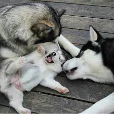 Terjemahan dari husky voice di bahasa indonesia. 100 Ideas De Josqui Perro Siberiano Perro Husky Perros Cachorros