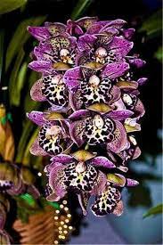 Pin On Orchidee