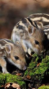 Kurztipps Ab In Die Wildnis In 2020 In Die Wildnis Frischling Wildnis