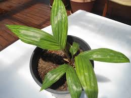 Image result for Curculigo latifolia