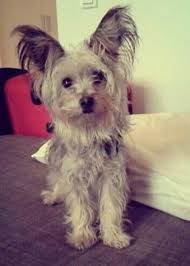 Black And White Papillon Shih Tzu Mix My Dog Samur This Is What A Yorkie Papillon Mix Looks Like Papillon Mix Terrier Breeds Yorkie Mix