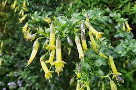 Image result for Vangueria vestita