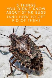5 Things To Know About The Stink Bugs You Re Spotting In Your House Right Now Brown Marmorated Stink Bug Stink Bugs Stink Bug Trap