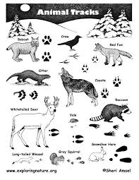 Animal Tracks Poster Exploring Nature Educational Resource Animal Tracks Animals Animals Wild