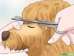 Whether a goldendoodle puppy or an adult, all doods sporting the teddy bear cut are like walking versions of cuddly teddy bears—so irresistibly cute they melt your heart. 3 Ways To Groom A Goldendoodle S Face Wikihow Pet