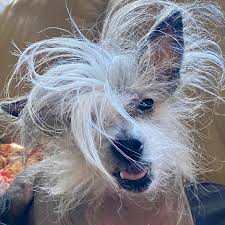 Maybe you would like to learn more about one of these? Will County State S Attorney Jim Glasgow On Twitter Happy Nationalpetday To The Dogs Who Bring Infinite Happiness Joy To My Family Me Jordy Our Standard Poodle Declan A Senior Chihuahua